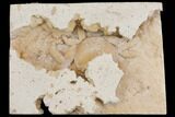 Fossil Crab (Potamon) Preserved in Travertine - Turkey #145049-1